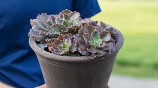 How to Split and Replant a Succulent [upl. by Narruc881]