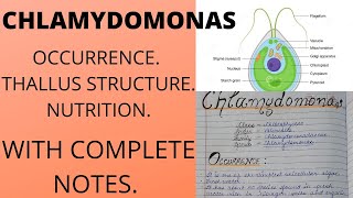 CHLAMYDOMONAS ALGAEFeatures bsc botany [upl. by Jacoba]