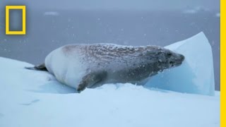 The Curious Ecosystems of Antarctica  Continent 7 Antarctica [upl. by Uttica]