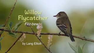 Willow Flycatcher – Fitzbew [upl. by Gnilrad624]