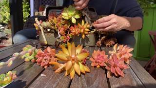 Replanting an Old Succulent Arrangement with Cuttings [upl. by Kent701]