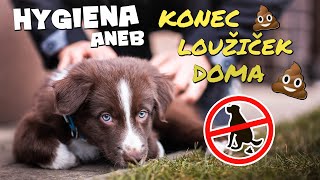 ŠTĚNĚ HYGIENA aneb jak ODnaučit psa venčit se DOMA  Výcvik psa [upl. by Schlessinger]