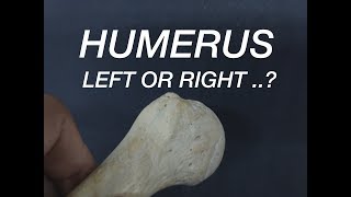 HUMERUS  SIDE DETERMINATION [upl. by Millman]