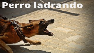 SONIDO DE PERRO GRUÑENDO Y LADRANDO  Efecto de sonido [upl. by Salb]