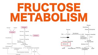 Fructose Metabolism [upl. by Edny714]