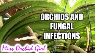 Fungal infections on Orchids  relation to bad media [upl. by Rovner]