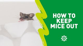 Keep Mice Out with EarthKinds Stay Away® Rodent Repellent [upl. by Akimad112]