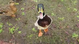 Lustige Ente Funny duck [upl. by Trelu]