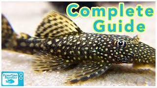 Bristlenose Pleco Care and Breeding [upl. by Nytsirk]