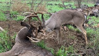 Two GIANT WHITETAILS With Locked Antlers  The Management Advantage [upl. by Darice]