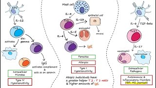 Cytotoxic T cells [upl. by Schonthal366]