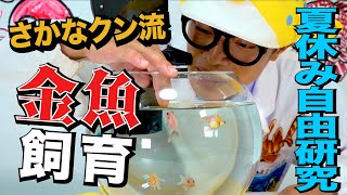 【夏休み企画】初心者必見！さかなクンが教える金魚の飼い方！ [upl. by Korry867]