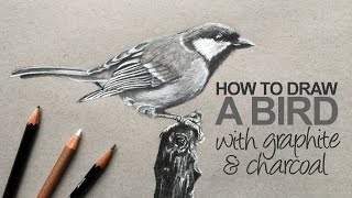 How to Draw a Realistic Bird [upl. by Aissila]