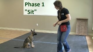 How to Train a Dog to quotSitquot K91com [upl. by Natsud]