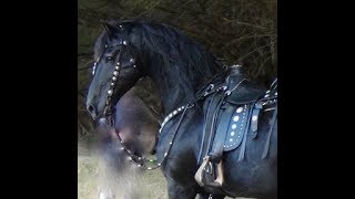 FRIESIAN HORSE  A Documentary about the Amazing Friesian Horse [upl. by Ardel999]