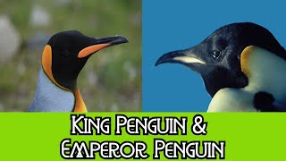 King Penguin amp Emperor Penguin  The Differences [upl. by Leiser878]