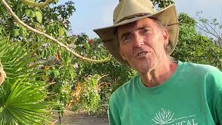 In the Garden with Dewey The Giant Milkweed Calotropis Gigantea [upl. by Anilatsyrc]