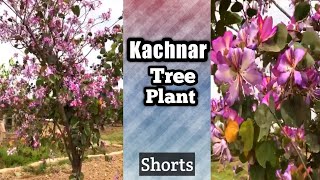 Kachnar tree plant  How to grow kachnar  Bauhinia variegata [upl. by Shanley]