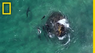 Fur Seals vs Great White Sharks  Hostile Planet [upl. by Led]