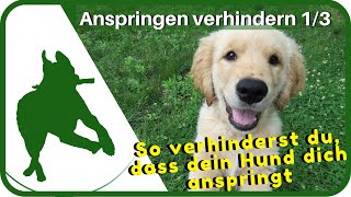 Dem Hund das Anspringen abgewöhnen [upl. by Jansen]