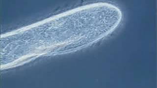 Paramecium cilia movement [upl. by Murtagh]