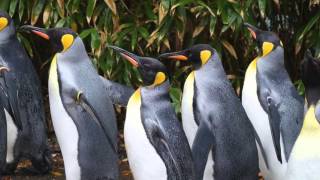 5 Differences Between Emperor and King Penguins [upl. by Thalia]