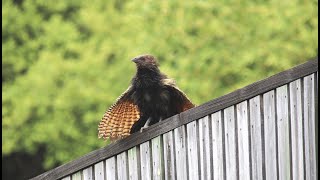 The Pheasant Coucal Different Calls  Townsville Australia [upl. by Favianus]