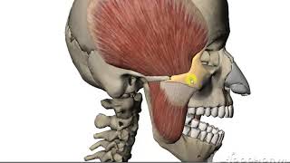 Temporalis muscle [upl. by Freeman613]