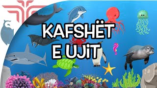 Kafshët e ujit [upl. by Eedrahs]