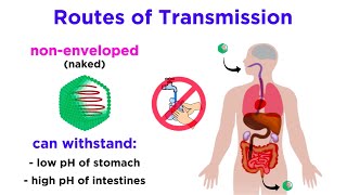 Routes of Viral Transmission [upl. by Dinny664]