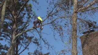 Advanced Tree Demo Tree Removal Trimming and Rigging on the OBX Southern Shores NC [upl. by Cacilie285]