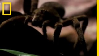 Deadly Spider Bite  National Geographic [upl. by Napas]