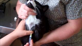 Feline Jugular Venipuncture [upl. by Amisoc577]