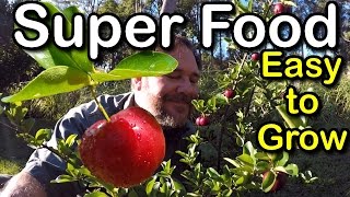 Try Growing Barbados Cherry for Hot Climates low chill Howto Superfood [upl. by Naj570]