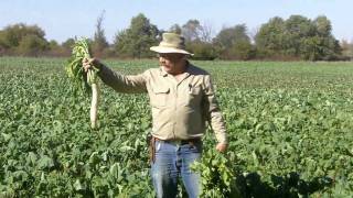 Brassica  Daikon type Radish [upl. by Christmann]