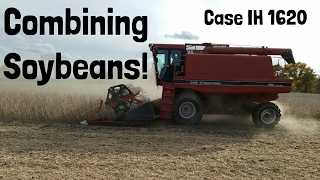 Combining Soybeans With A Case IH 1620 Combine [upl. by Norehs]