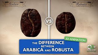 The differences between Arabica and Robusta coffee [upl. by Bianchi277]