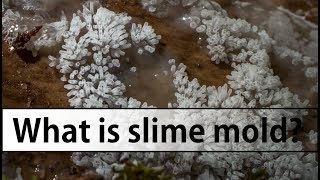 Introduction to Slime Molds Myxomycete Edition [upl. by Aldis]