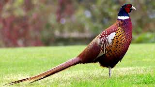 Call of the Pheasant  Pheasant Call [upl. by Haldan783]