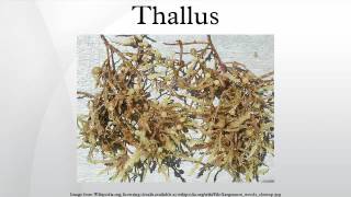 Thallus [upl. by Ived]