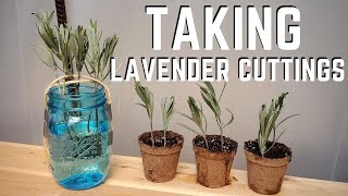 Propagating Lavender by Cuttings 💜 QG Day 22 [upl. by Anol60]