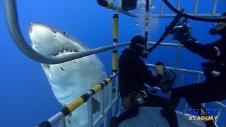 Great White Sharks  SHARK ACADEMY [upl. by Toille]