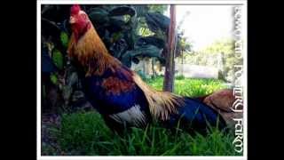 Cobra Asil Shamo Brazilian Bowman Poultry Farm [upl. by Dranreb]