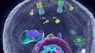 Apoptotic Pathways [upl. by Lowney]