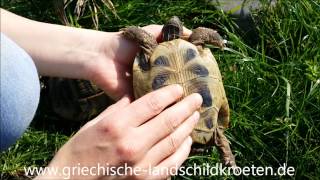 Unterschied zwischen Schildkröten Männchen und Weibchen [upl. by Eyllek]