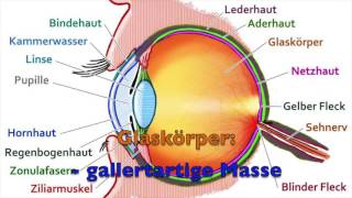 Das Auge Biologie 2 [upl. by Jamila]