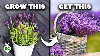 5 Tips to Grow Perfect Lavender [upl. by Labaw]