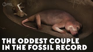 The Oddest Couple in the Fossil Record [upl. by Jillian]