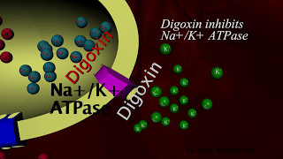 Digoxin Mechanism of action  animation [upl. by Lavotsirc]