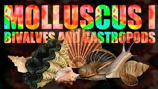 Mollusca I  Bivalves and Gastropods [upl. by Catriona]